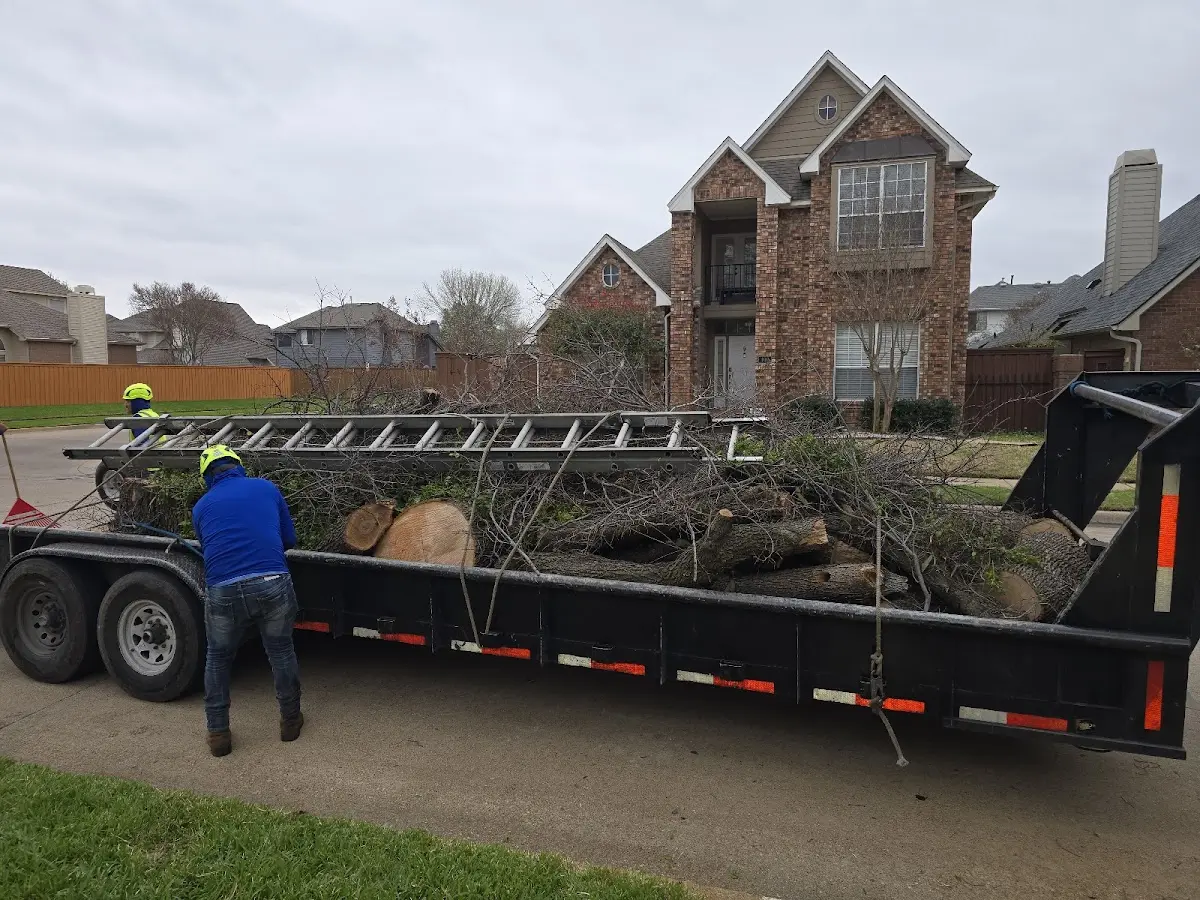 Expert Tree Fertilization with proper safety equipment in Chelsea